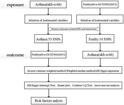 The causal relationship between risk of developing bronchial asthma and frailty: a bidirectional two-sample Mendelian randomization study